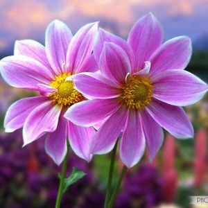 Meet your Posher, Tamara